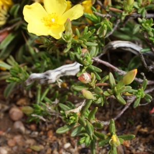 Photographie n°812182 du taxon Halimium calycinum Koch [1853]