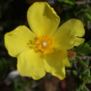 Photographie n°812184 du taxon Halimium calycinum Koch [1853]