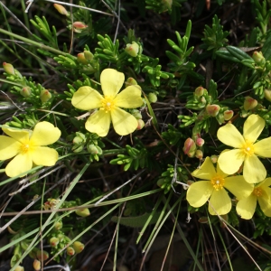 Photographie n°812188 du taxon Halimium calycinum Koch [1853]