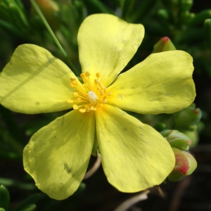 Photographie n°812192 du taxon Halimium calycinum Koch [1853]