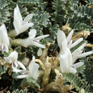 Photographie n°812228 du taxon Astragalus tragacantha L. [1753]