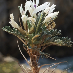 Photographie n°812233 du taxon Astragalus tragacantha L. [1753]