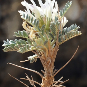 Photographie n°812234 du taxon Astragalus tragacantha L. [1753]