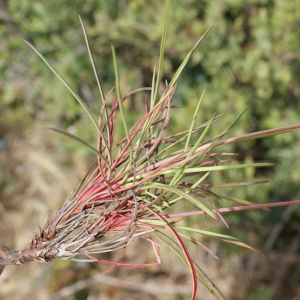 Photographie n°812244 du taxon Astragalus tragacantha L. [1753]