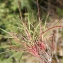  Liliane Roubaudi - Astragalus tragacantha L. [1753]