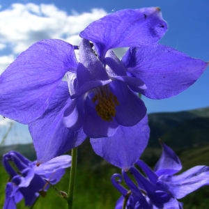  - Aquilegia alpina L. [1753]