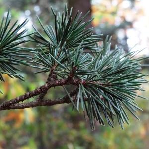 Photographie n°812327 du taxon Cedrus atlantica (Manetti ex Endl.) Carrière [1855]