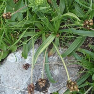 Photographie n°812403 du taxon Plantago atrata Hoppe [1799]