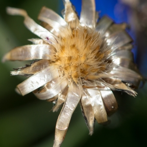 Photographie n°812722 du taxon Bleuet