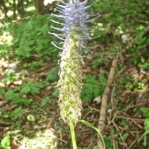 Photographie n°813065 du taxon Phyteuma spicatum L. [1753]