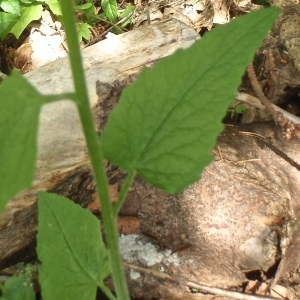 Photographie n°813066 du taxon Phyteuma spicatum L. [1753]