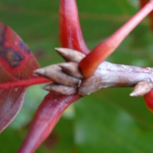 Photographie n°813251 du taxon Quercus velutina Lam. [1783]