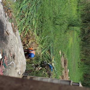 Photographie n°813400 du taxon Typha domingensis Pers.