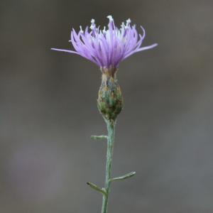 Photographie n°813469 du taxon Centaurea paniculata L. [1753]