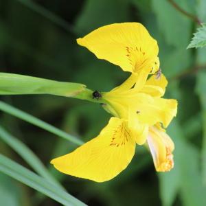 Photographie n°813499 du taxon Iris pseudacorus L. [1753]