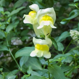 Photographie n°813586 du taxon Antirrhinum majus L. [1753]