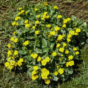 Photographie n°813757 du taxon Caltha palustris L. [1753]