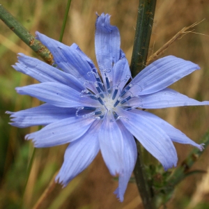 Photographie n°813928 du taxon Cichorium intybus L. [1753]