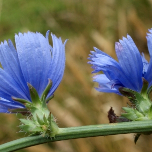 Photographie n°813934 du taxon Cichorium intybus L. [1753]