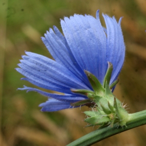 Photographie n°813936 du taxon Cichorium intybus L. [1753]