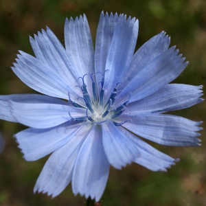 Photographie n°813937 du taxon Cichorium intybus L. [1753]