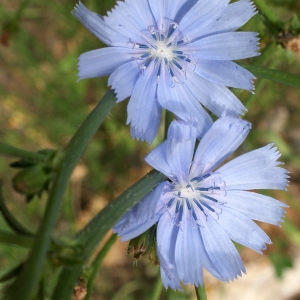 Photographie n°813943 du taxon Cichorium intybus L. [1753]