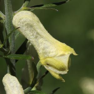 Photographie n°813987 du taxon Aconitum lycoctonum L. [1753]