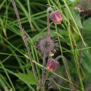 Photographie n°814115 du taxon Geum rivale L. [1753]