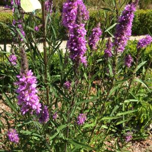 Photographie n°814163 du taxon Lythrum salicaria L. [1753]