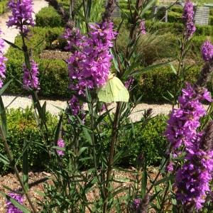 Photographie n°814164 du taxon Lythrum salicaria L. [1753]