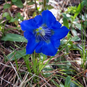 Photographie n°814369 du taxon Gentiana angustifolia Vill. [1787]