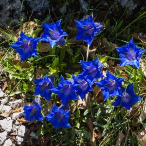 Photographie n°814376 du taxon Gentiana angustifolia Vill. [1787]