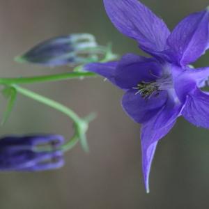 Photographie n°814377 du taxon Aquilegia vulgaris L. [1753]