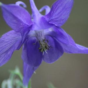 Photographie n°814381 du taxon Aquilegia vulgaris L. [1753]