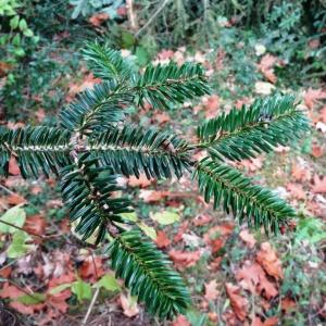 Photographie n°814501 du taxon Abies numidica Lannoy ex Carrière [1866]