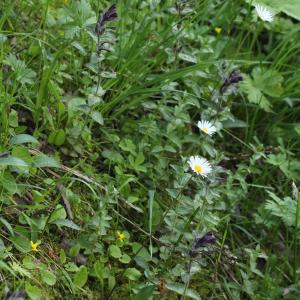 Photographie n°814508 du taxon Bartsia alpina L. [1753]