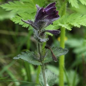 Photographie n°814522 du taxon Bartsia alpina L. [1753]