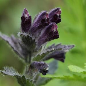 Photographie n°814535 du taxon Bartsia alpina L. [1753]