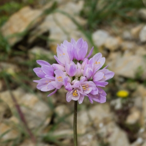 Photographie n°814550 du taxon Allium roseum L. [1753]