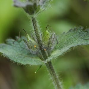 Photographie n°814551 du taxon Bartsia alpina L. [1753]