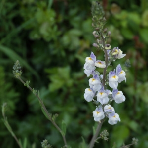 Photographie n°814577 du taxon Linaria repens (L.) Mill. [1768]