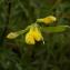 Francis Serre - Lathyrus pratensis L.