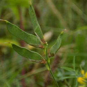 Photographie n°814588 du taxon Lathyrus pratensis L.