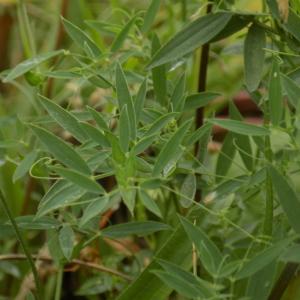 Photographie n°814589 du taxon Lathyrus pratensis L.