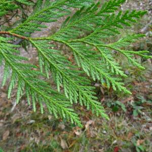 Photographie n°814603 du taxon Thuja occidentalis L. [1753]