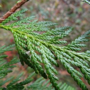 Photographie n°814604 du taxon Thuja occidentalis L. [1753]