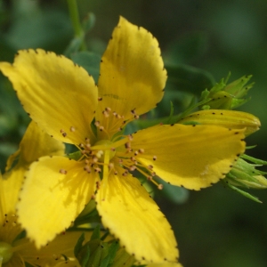 Photographie n°815012 du taxon Hypericum perforatum L. [1753]