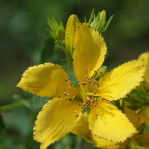 Photographie n°815016 du taxon Hypericum perforatum L. [1753]