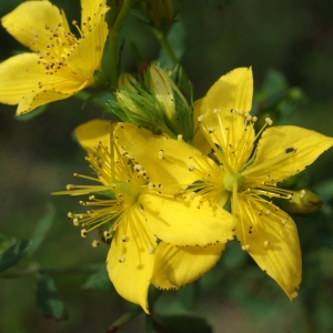 Photographie n°815017 du taxon Hypericum perforatum L. [1753]
