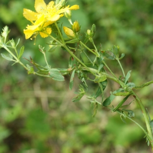 Photographie n°815018 du taxon Hypericum perforatum L. [1753]